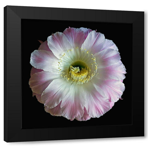Echinopsis Cactus Gossamer Black Modern Wood Framed Art Print by Reynolds, Richard