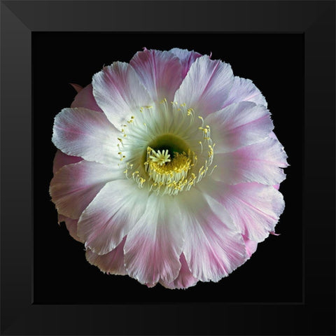 Echinopsis Cactus Gossamer Black Modern Wood Framed Art Print by Reynolds, Richard