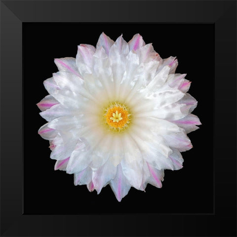 Thelocactus Hexaedrophorus Black Modern Wood Framed Art Print by Reynolds, Richard