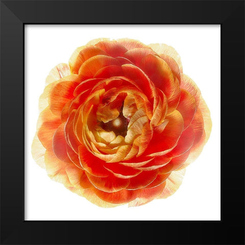 Ranunculus Brown Black Modern Wood Framed Art Print by Reynolds, Richard