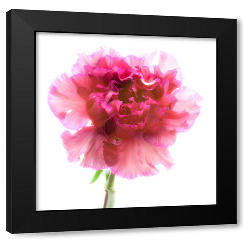 Carnation Purple Black Modern Wood Framed Art Print by Reynolds, Richard