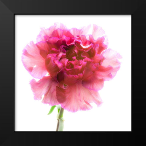 Carnation Purple Black Modern Wood Framed Art Print by Reynolds, Richard