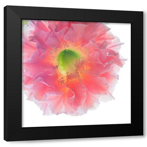 Southern Belle Black Modern Wood Framed Art Print with Double Matting by Reynolds, Richard