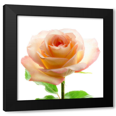 Rose Black Modern Wood Framed Art Print with Double Matting by Reynolds, Richard