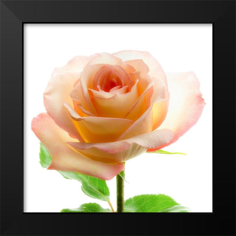 Rose Black Modern Wood Framed Art Print by Reynolds, Richard