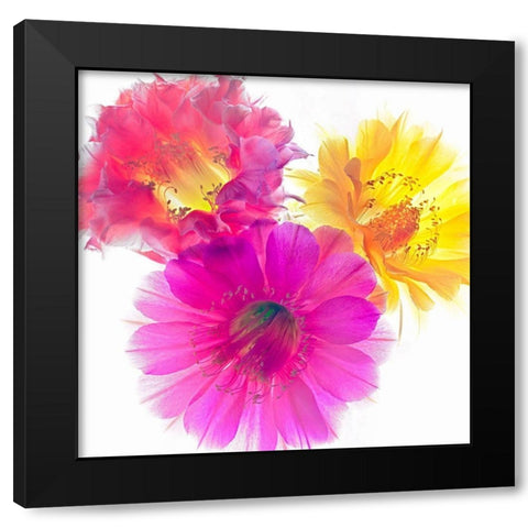 Three Echinopsis Black Modern Wood Framed Art Print with Double Matting by Reynolds, Richard