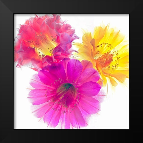 Three Echinopsis Black Modern Wood Framed Art Print by Reynolds, Richard