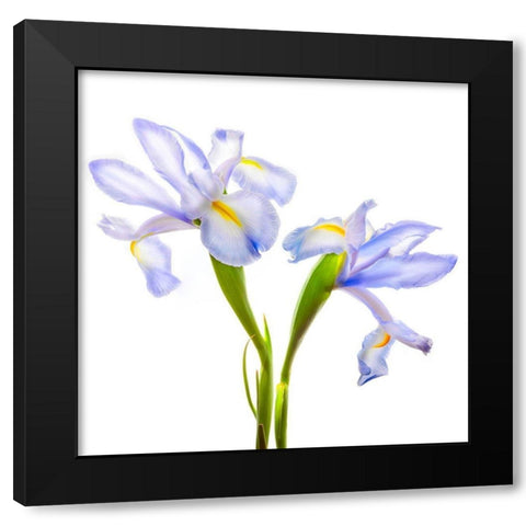 Iris It Blue Black Modern Wood Framed Art Print with Double Matting by Reynolds, Richard