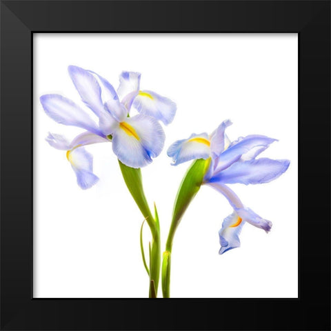 Iris It Blue Black Modern Wood Framed Art Print by Reynolds, Richard