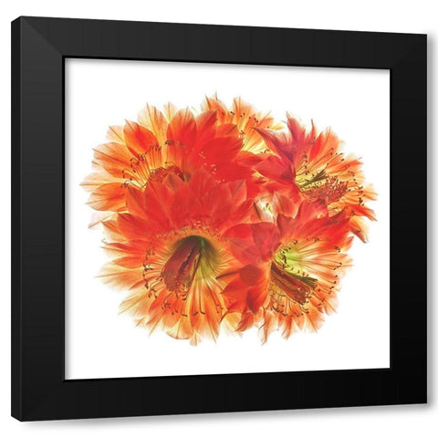 Fangrila Black Modern Wood Framed Art Print with Double Matting by Reynolds, Richard