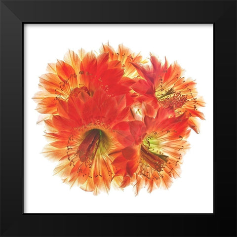 Fangrila Black Modern Wood Framed Art Print by Reynolds, Richard