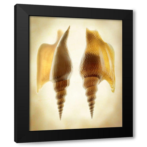 Listers Conch 2 Black Modern Wood Framed Art Print by Reynolds, Richard