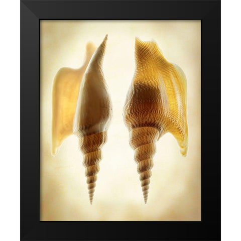 Listers Conch 2 Black Modern Wood Framed Art Print by Reynolds, Richard