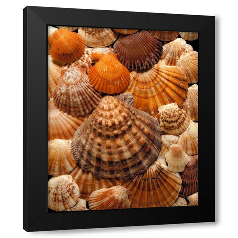 Pectins Black Modern Wood Framed Art Print by Reynolds, Richard
