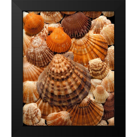 Pectins Black Modern Wood Framed Art Print by Reynolds, Richard