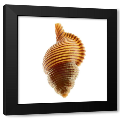 Linatella Succinta Black Modern Wood Framed Art Print by Reynolds, Richard