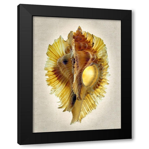 Miyoko Murex Black Modern Wood Framed Art Print by Reynolds, Richard