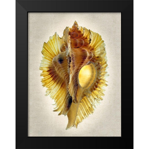 Miyoko Murex Black Modern Wood Framed Art Print by Reynolds, Richard