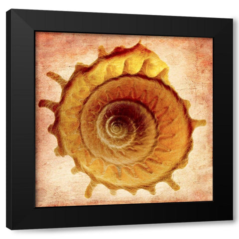 Stellaria Solaris Black Modern Wood Framed Art Print with Double Matting by Reynolds, Richard