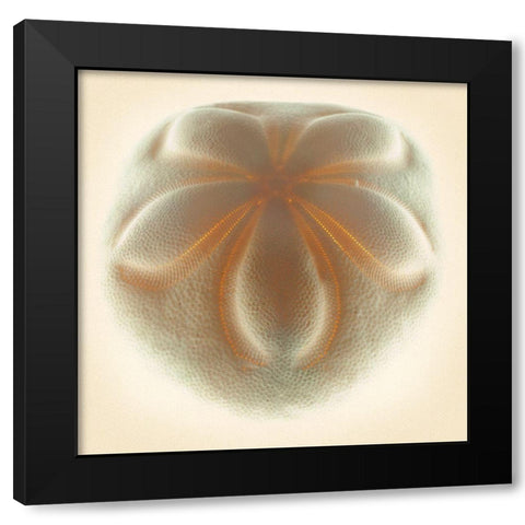 Sea Biscuit Tan Black Modern Wood Framed Art Print by Reynolds, Richard