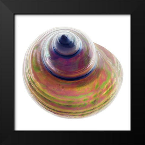 Pearl Turban Shell 1 Black Modern Wood Framed Art Print by Reynolds, Richard