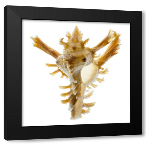 Banks Murex 2 Black Modern Wood Framed Art Print by Reynolds, Richard