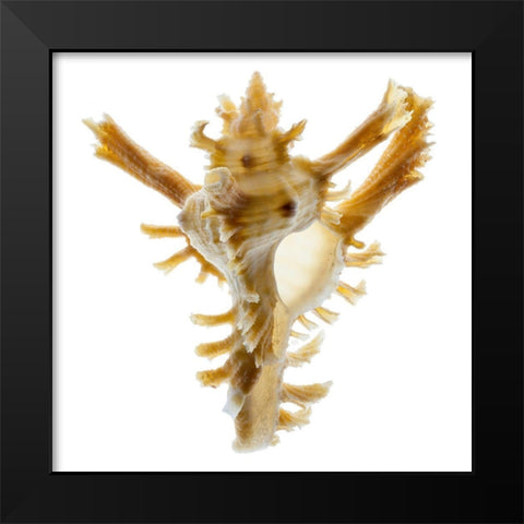 Banks Murex 2 Black Modern Wood Framed Art Print by Reynolds, Richard