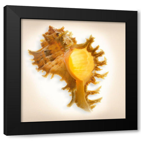 Branched Murex Black Modern Wood Framed Art Print by Reynolds, Richard