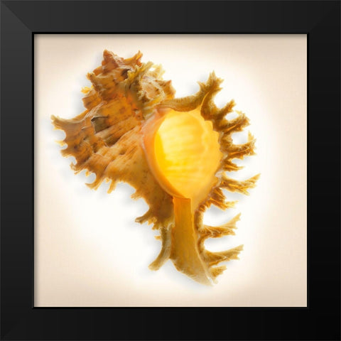 Branched Murex Black Modern Wood Framed Art Print by Reynolds, Richard