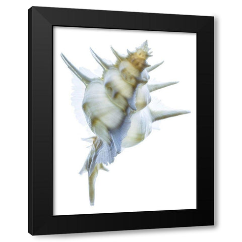 Murex Alabaster I Black Modern Wood Framed Art Print with Double Matting by Reynolds, Richard