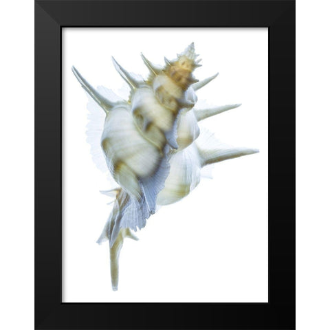 Murex Alabaster I Black Modern Wood Framed Art Print by Reynolds, Richard