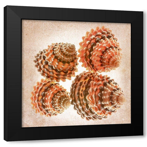 Tectarus Coronatus Black Modern Wood Framed Art Print by Reynolds, Richard