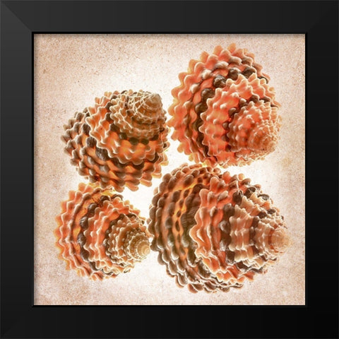 Tectarus Coronatus Black Modern Wood Framed Art Print by Reynolds, Richard