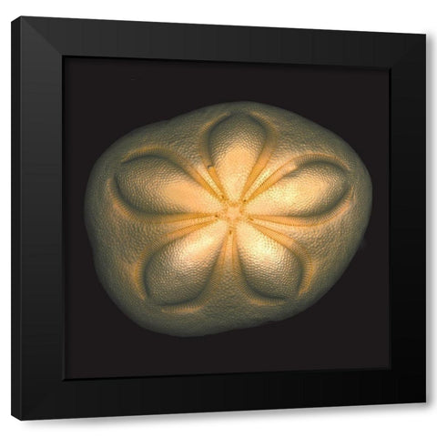 Sea Biscuit Black Modern Wood Framed Art Print by Reynolds, Richard