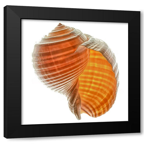 Tonna Galea Black Modern Wood Framed Art Print with Double Matting by Reynolds, Richard