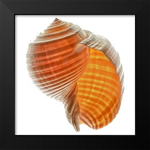 Tonna Galea Black Modern Wood Framed Art Print by Reynolds, Richard