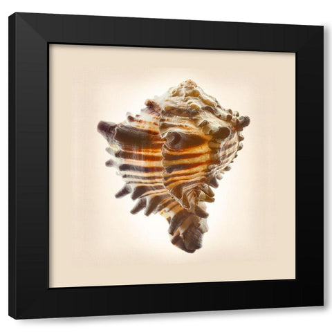 Hexaplex Nigritus Black Modern Wood Framed Art Print with Double Matting by Reynolds, Richard