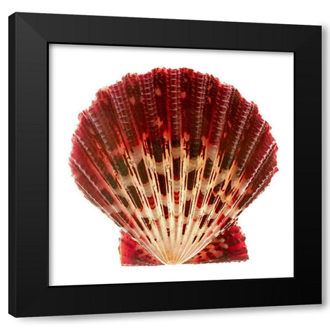 Scallop 2 Black Modern Wood Framed Art Print by Reynolds, Richard