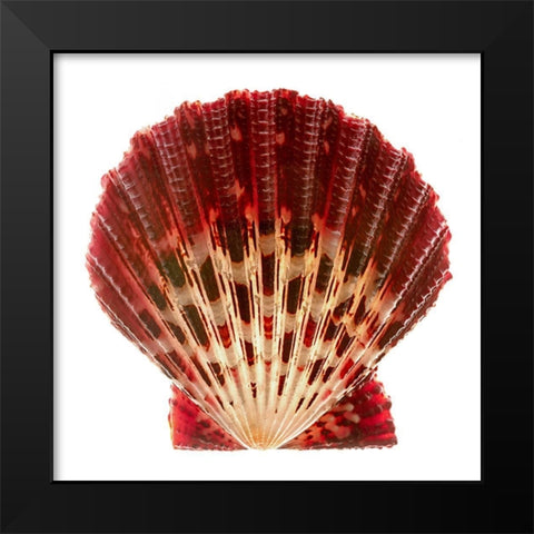 Scallop 2 Black Modern Wood Framed Art Print by Reynolds, Richard