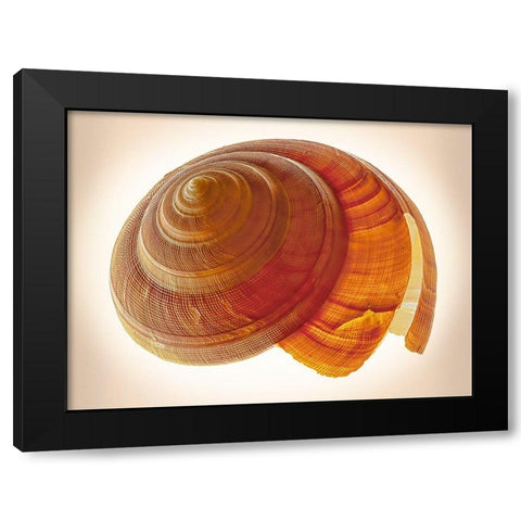 Bayerotrochus Teramachii Black Modern Wood Framed Art Print by Reynolds, Richard