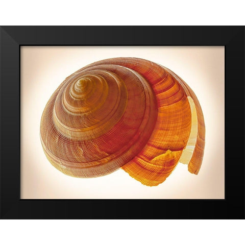 Bayerotrochus Teramachii Black Modern Wood Framed Art Print by Reynolds, Richard