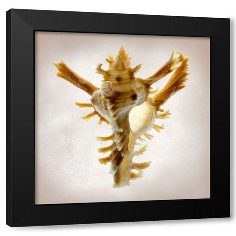 Banks Murex Black Modern Wood Framed Art Print by Reynolds, Richard