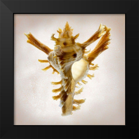 Banks Murex Black Modern Wood Framed Art Print by Reynolds, Richard