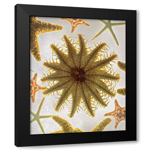 Starfish Medley Black Modern Wood Framed Art Print with Double Matting by Reynolds, Richard
