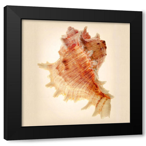 Murex Black Modern Wood Framed Art Print by Reynolds, Richard