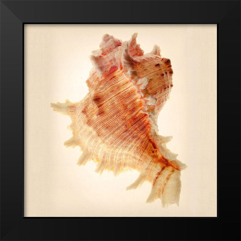 Murex Black Modern Wood Framed Art Print by Reynolds, Richard