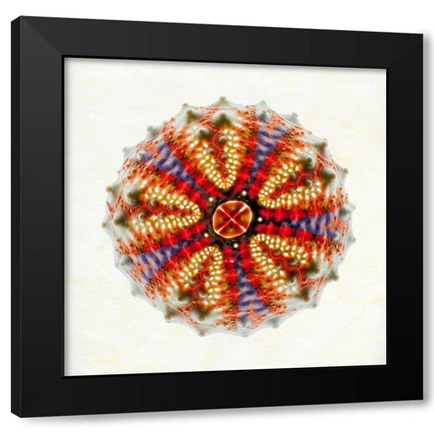 Sea Urchin 2 Black Modern Wood Framed Art Print with Double Matting by Reynolds, Richard