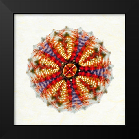 Sea Urchin 2 Black Modern Wood Framed Art Print by Reynolds, Richard