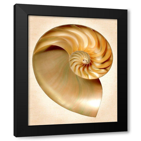 Nautilus Section Black Modern Wood Framed Art Print by Reynolds, Richard