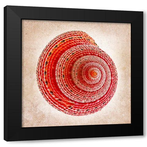 Clanculus Puniceus Black Modern Wood Framed Art Print by Reynolds, Richard